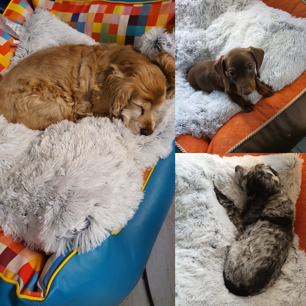 drei hunde